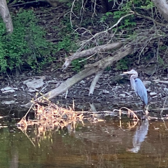 Meet your Posher, Yale - Picture 1 of 1